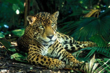 Ягуар в тропическом лесу