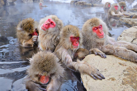 Japanske makake