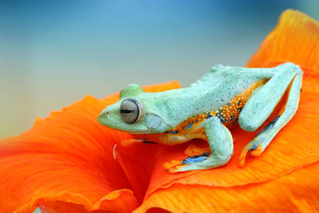 Frog on a flower