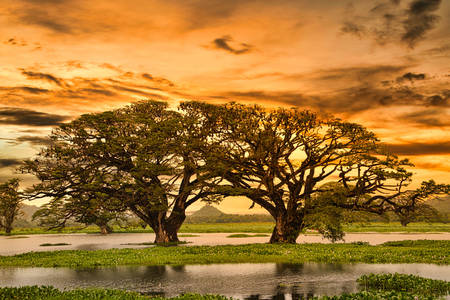 Piękny zachód słońca na Sri Lance