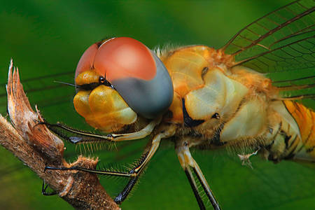 Foto macro de uma libélula