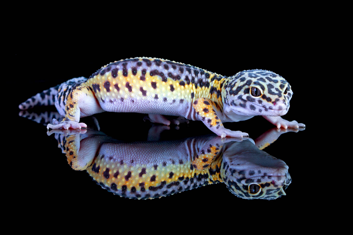 Leopard gecko ovulation