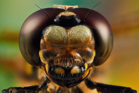 Retrato de primer plano de una libélula