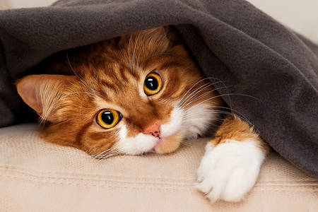 Mačka pod prikrývkou