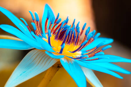 Blauwe lotus close-up